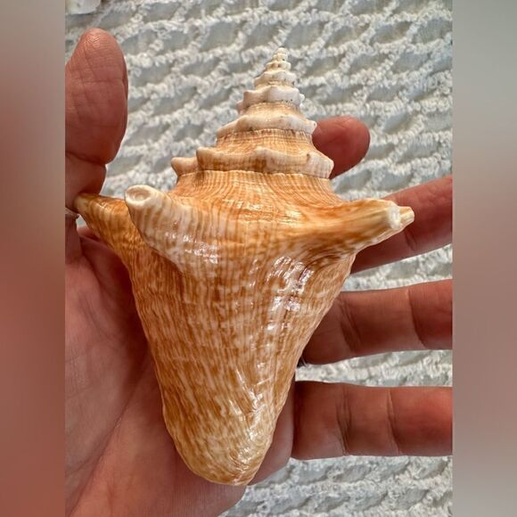 Sea Shells From Bahamas Small Unharvested Conch - Picture 10 of 12